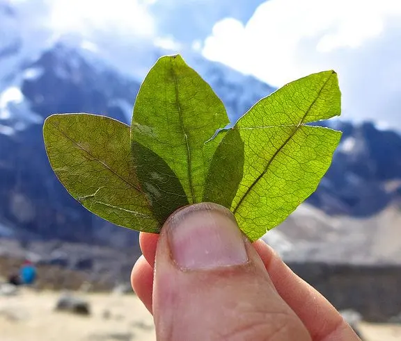 hoja de Coca .